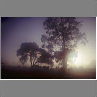 H03-36-Penola-Morgennebel.jpg