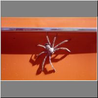 H03-37-Huntsman-Spider.jpg
