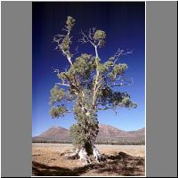 H04-36-Cazneaux-Tree.jpg